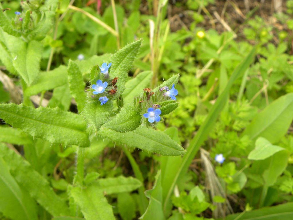 Lycopsis arvensis / Buglossa minore